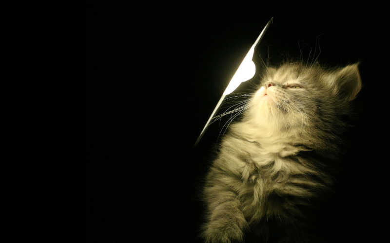 灯光底下的猫