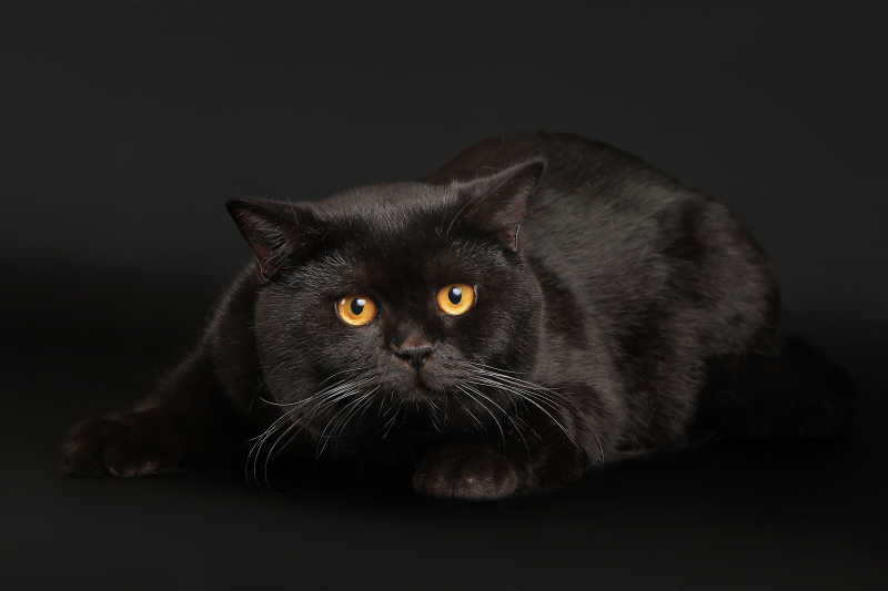 黑色背景下的黑猫