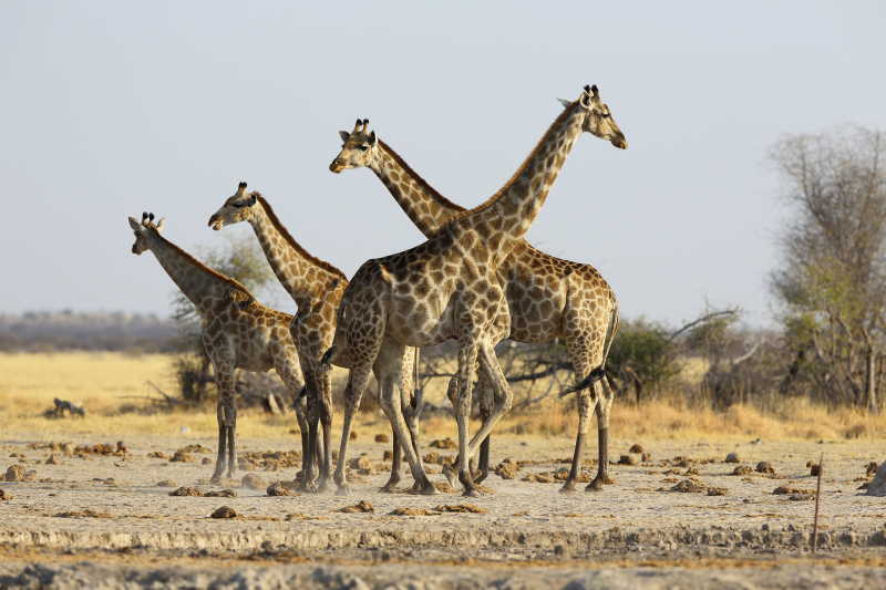 非洲草原上的长颈鹿群落