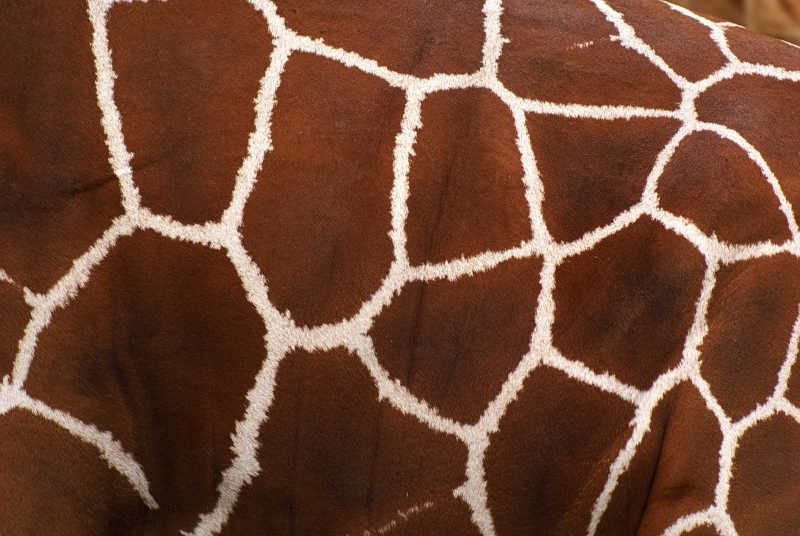 长颈鹿皮肤上的花纹