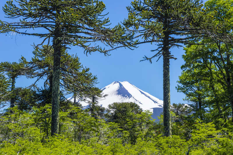 远远露出雪山峰的森林