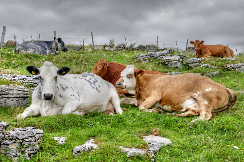 农场里躺在地上休息的牛