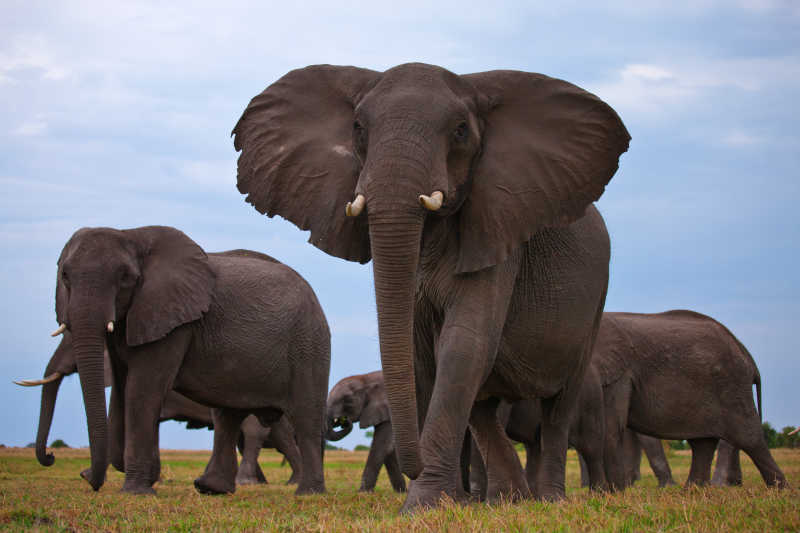 草原上的一群大象