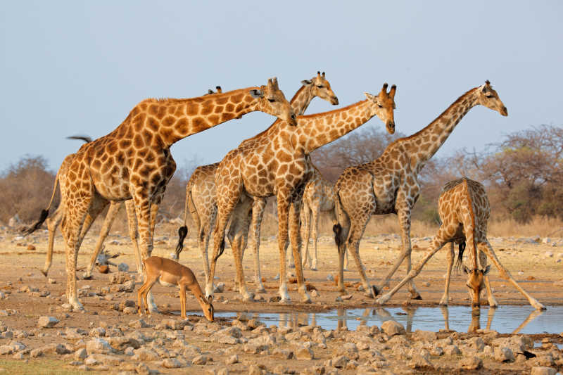 国家公园里的一大群长颈鹿