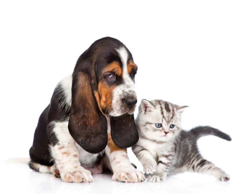 白色背景下的宠物狗和宠物猫
