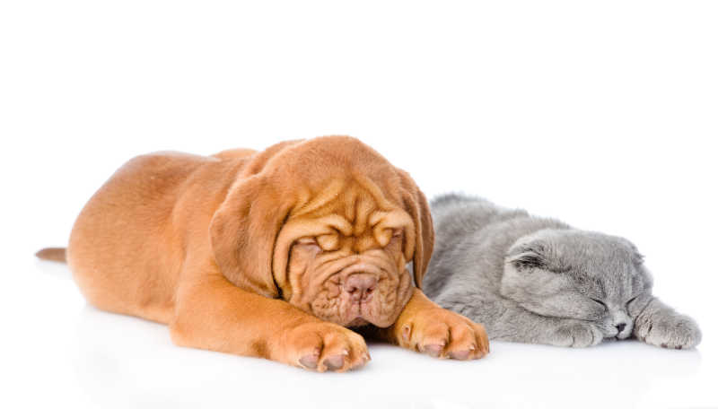 白色背景下趴在地上睡觉的波尔多小狗和灰猫