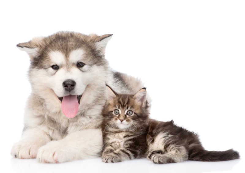 白色背景下可爱的阿拉斯加雪橇犬和缅因猫