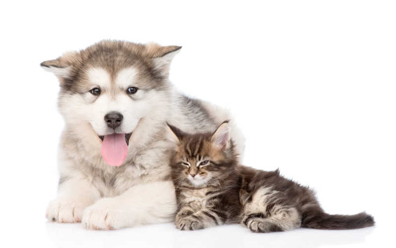 可爱的阿拉斯加雪橇犬和缅因猫