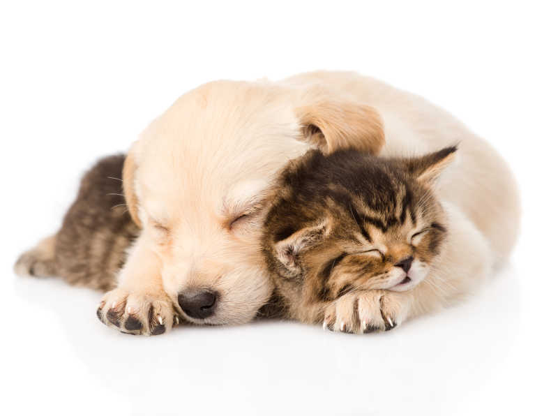 白色背景下睡着的小金毛猎犬和小猫