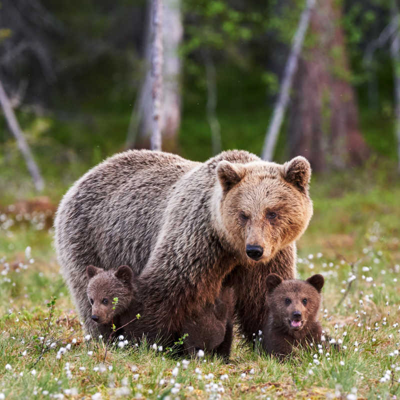 熊妈妈和她的幼崽