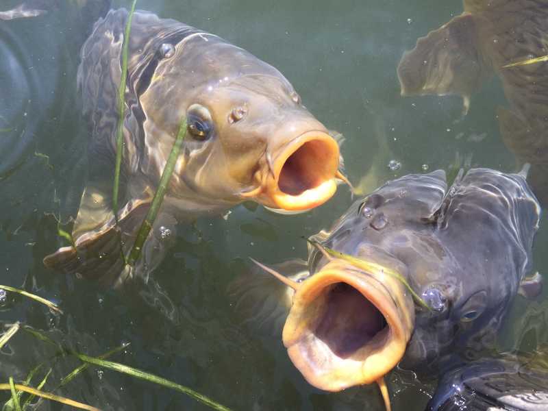 池塘里的鱼张开嘴巴