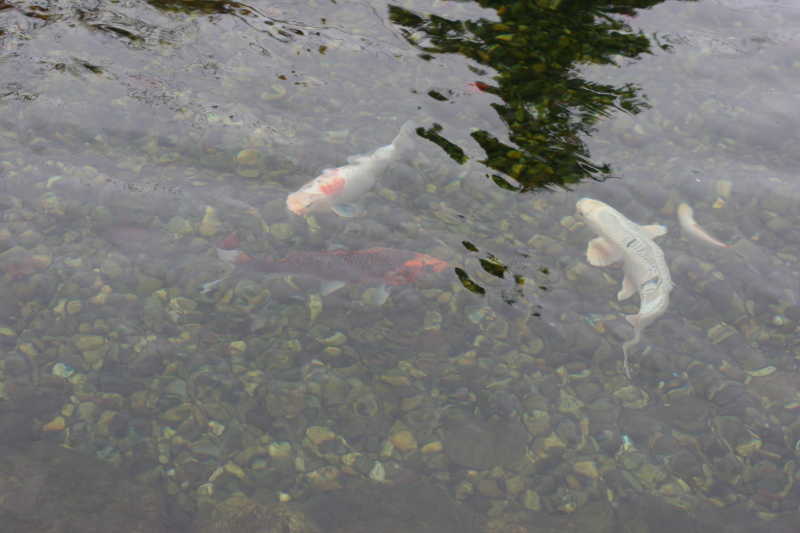  锦鲤鱼游在水里