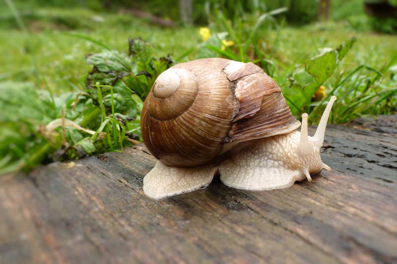 木板上的蜗牛