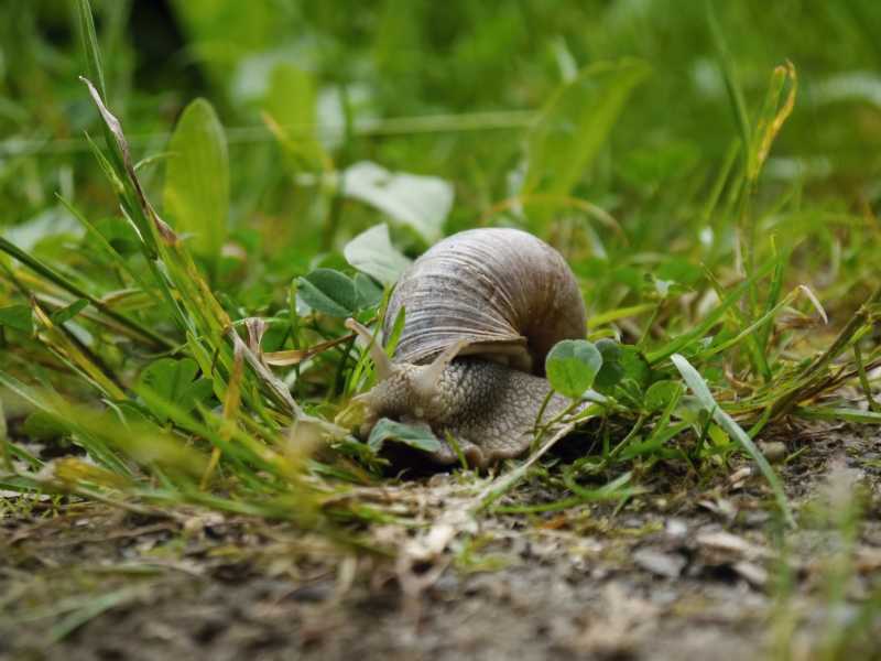 大蜗牛在草丛中爬行