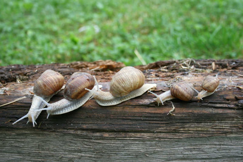 旧木板上的蜗牛
