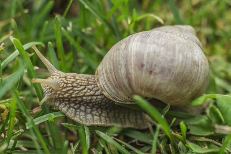 草上的蜗牛