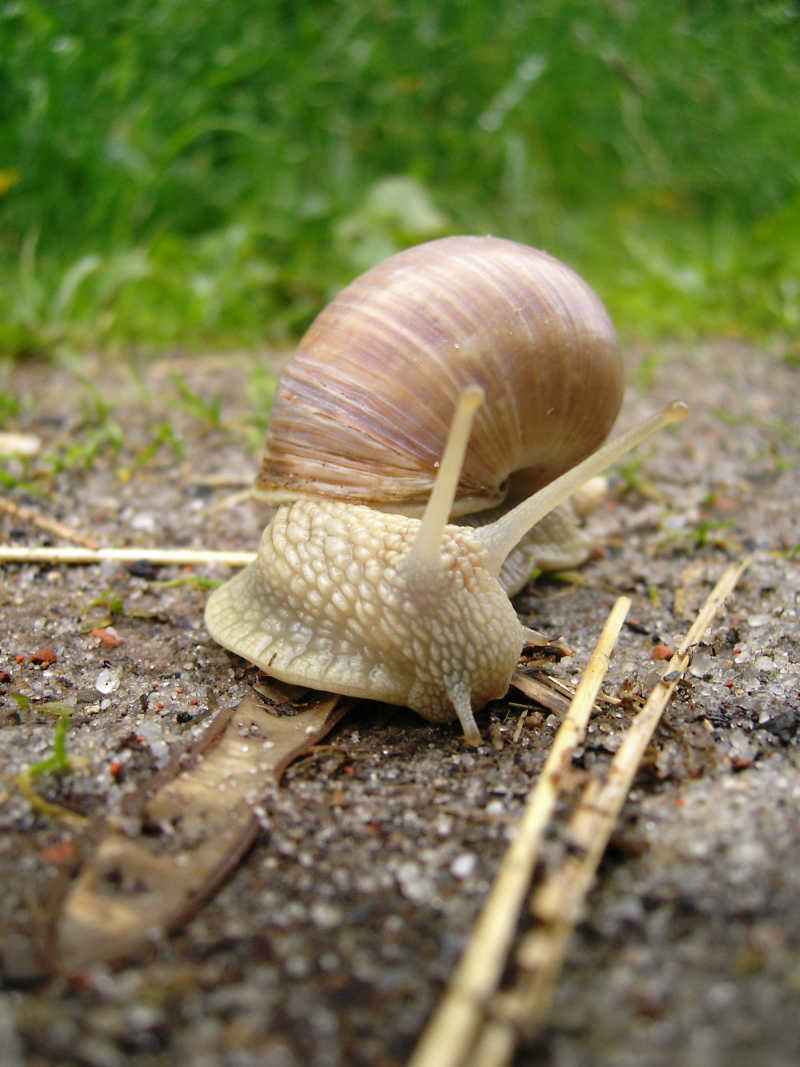 泥土上的蜗牛
