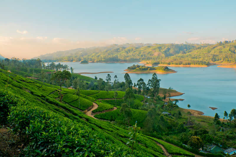 斯里兰卡的美丽的茶地产