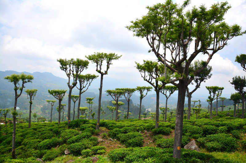 占地面积非常大的茶园