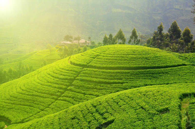 阳光照耀下的茶园