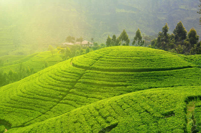 阳光下的茶产地