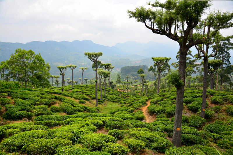 美丽的斯里兰卡茶地产