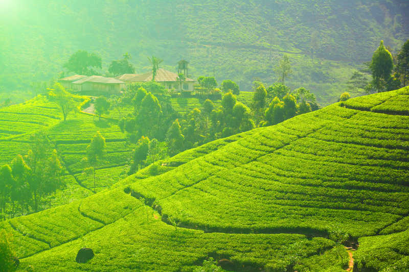 斯里兰卡的茶树种植园