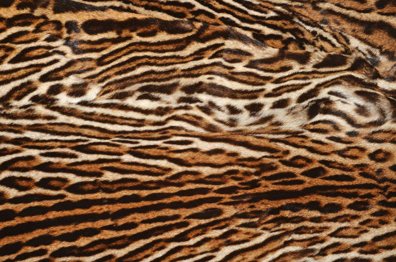 豹猫的美丽毛皮