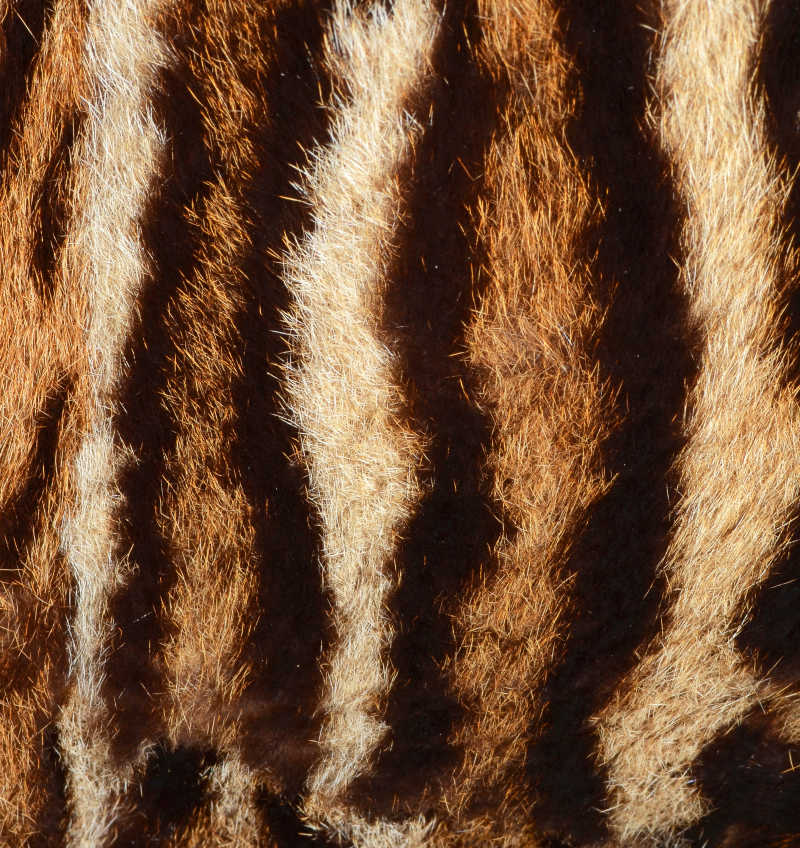 美丽的豹猫毛皮