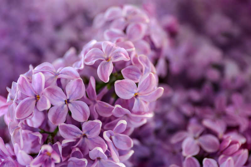春天紫色的花朵