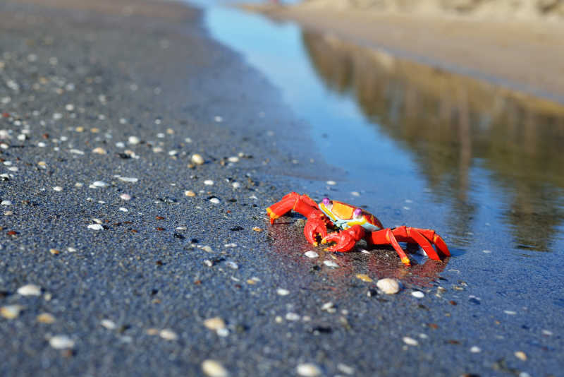 海滩上搁浅的螃蟹