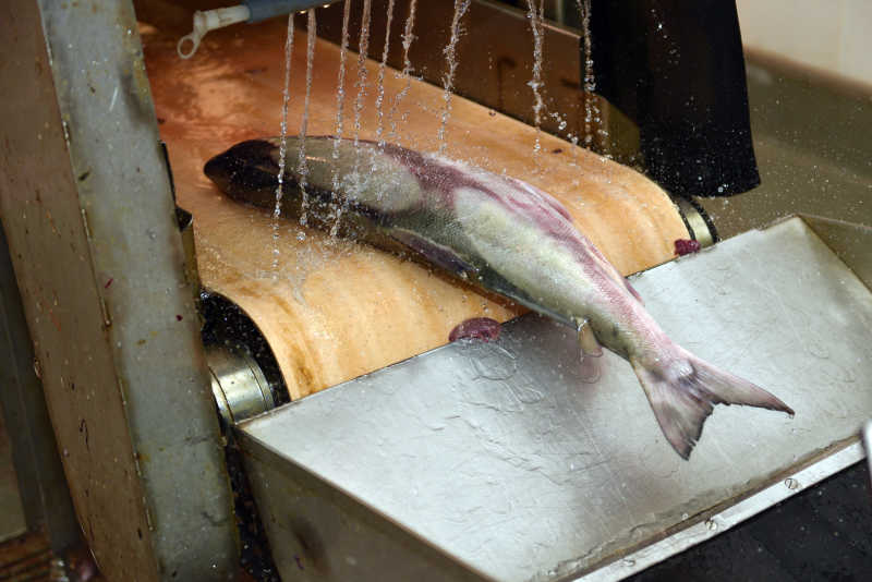 渔业加工厂生产线上的新鲜鲑鱼
