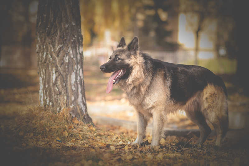 公园里的德国牧羊犬