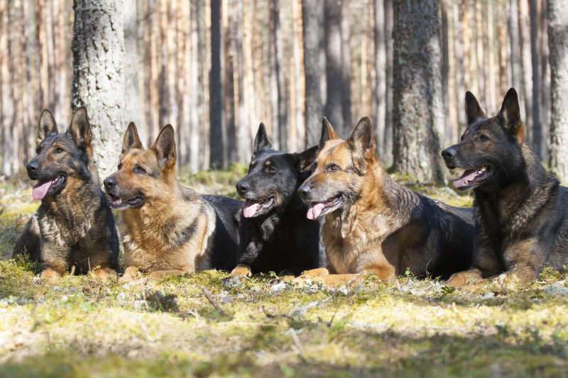 森林中的五只德国牧羊犬