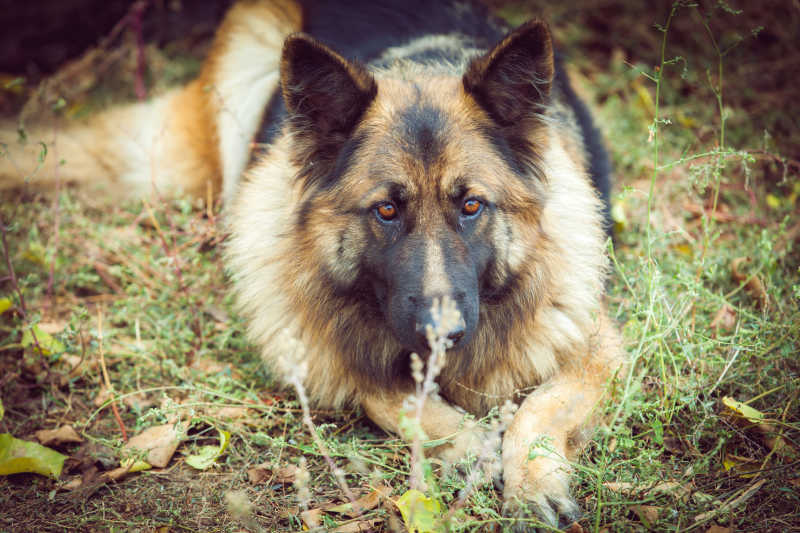 德国牧羊犬趴蹄图片图片