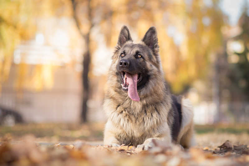 服从训练的德国牧羊犬