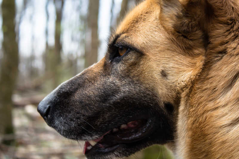 德国牧羊犬头部特写