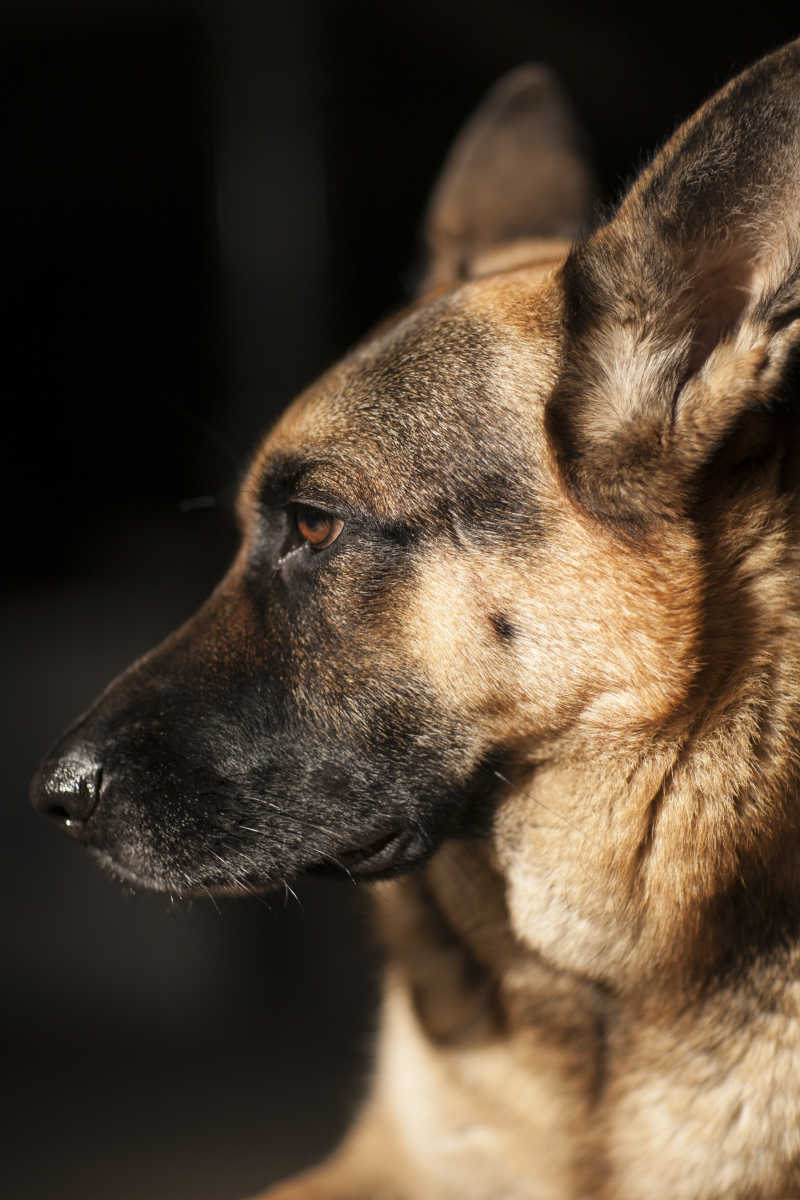 德国牧羊犬肖像