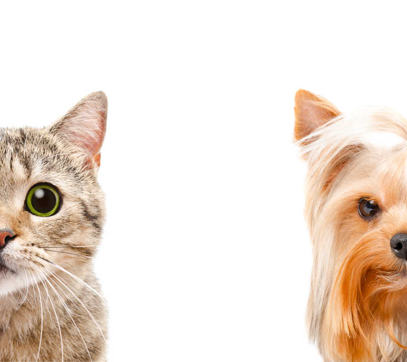 一只苏格兰直犬和猫咪的肖像