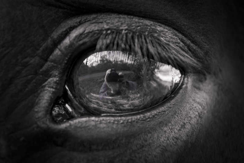 黑色的马的眼睛