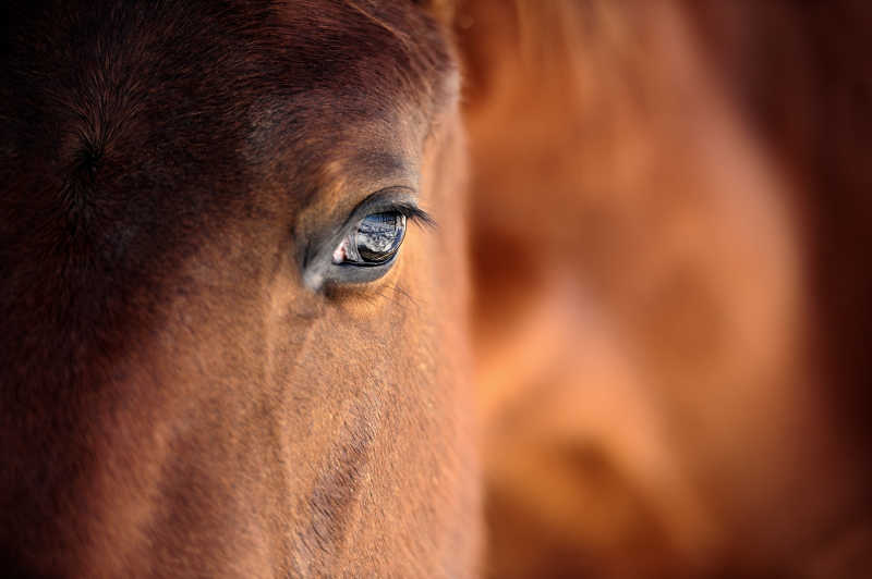 马的眼