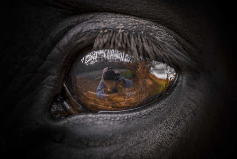 一匹马的眼睛