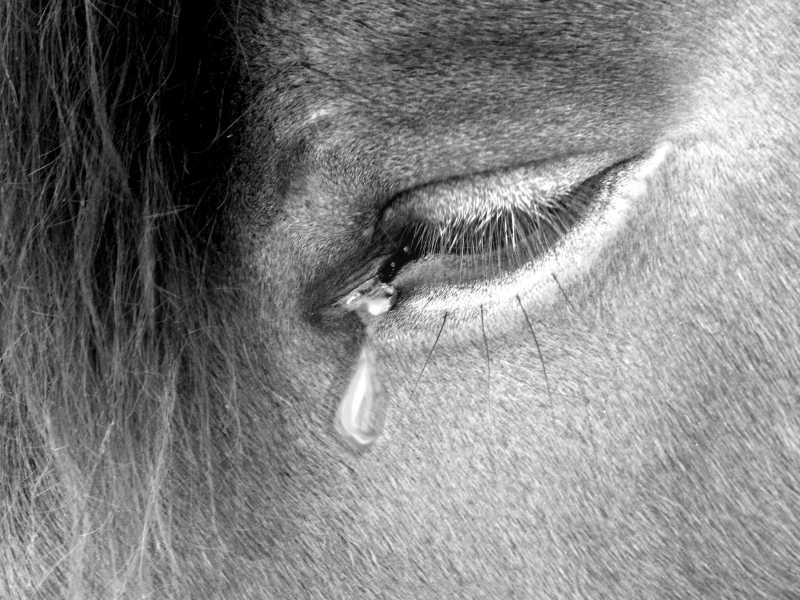 马的眼睛在流泪