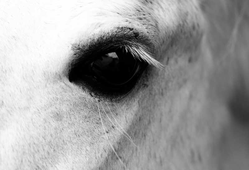 白色的马的眼睛