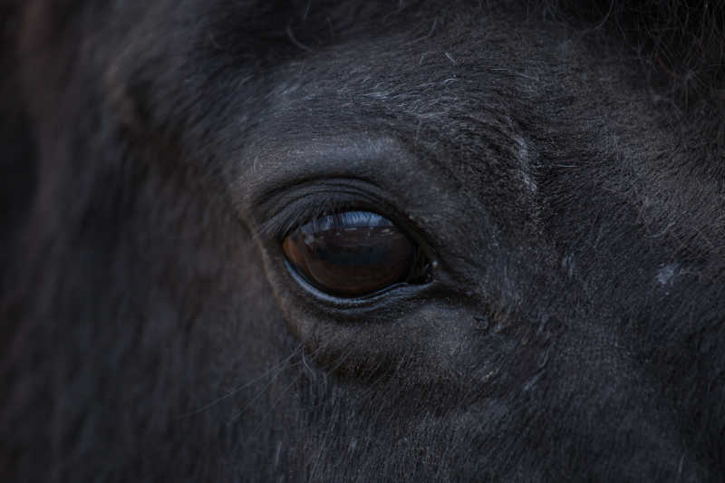 黑色马的眼睛