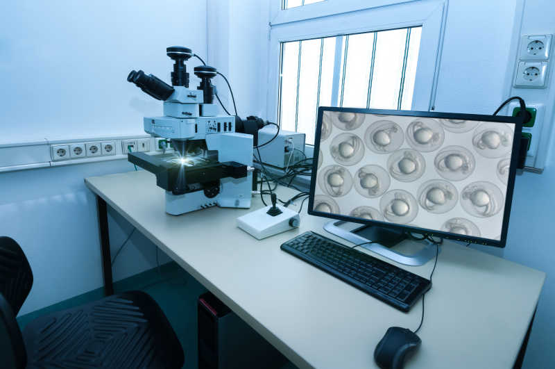 实验室屏幕上的斑马鱼胚胎
