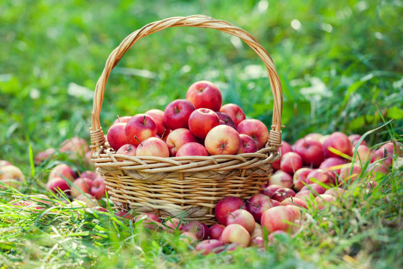 草地上放着红苹果的木篮子