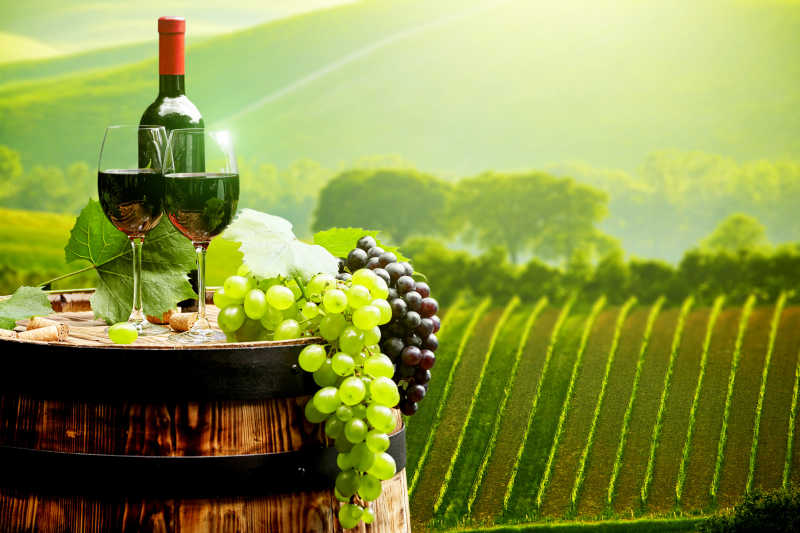 大型绿色葡萄园与葡萄酒
