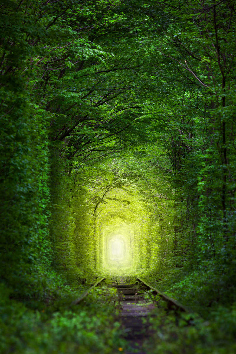 神奇的树和铁路组成的隧道