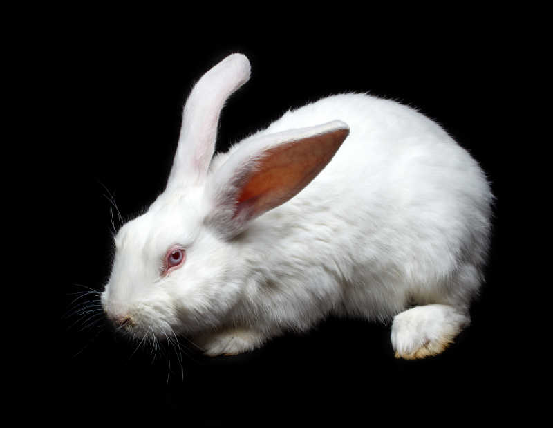 可爱胆小的小白兔